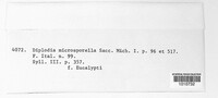 Image of Microdiplodia microsporella